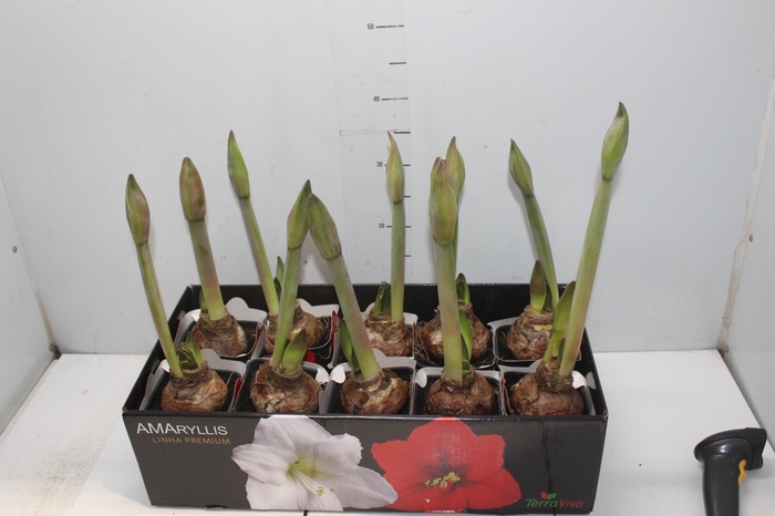 <h4>AMARYLLIS P14 VERMELHO MIN 2 HT</h4>