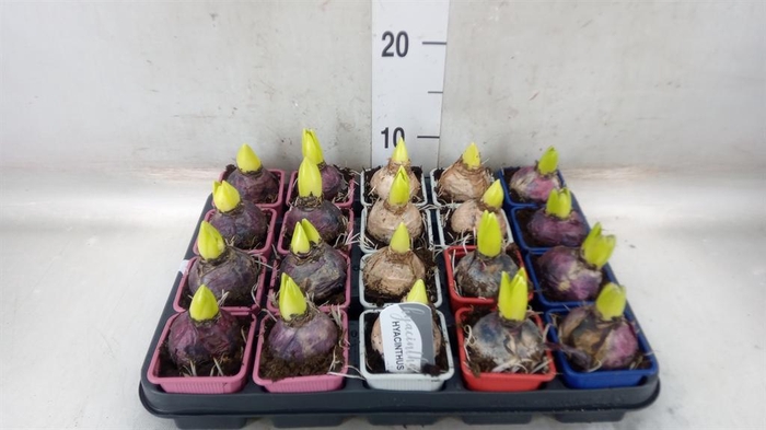 <h4>Hyacinthus orie.   ...mix</h4>