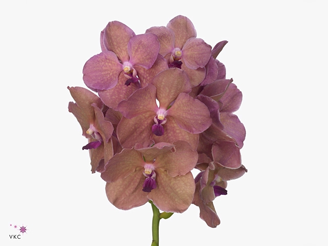 Vanda Salmon