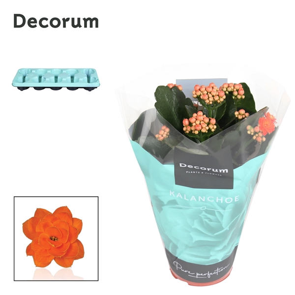 <h4>Kalanchoe double blossfeldiana Sumo Orange</h4>
