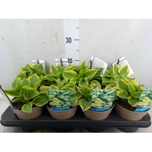 Hosta   ...
