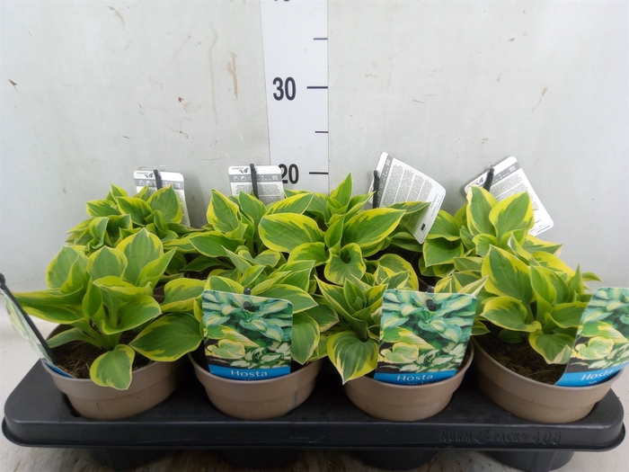 <h4>Hosta   ...</h4>