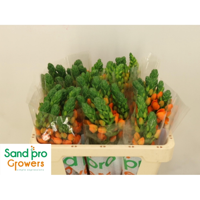 <h4>Ornit Db Sunray</h4>