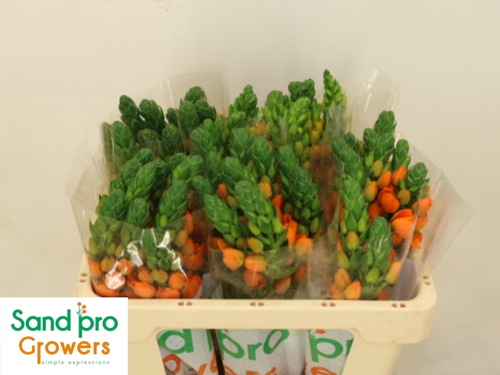 <h4>ORNIT DB SUNRAY</h4>