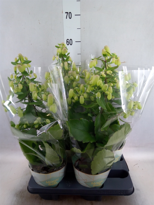 <h4>Kalanchoe  'Magic Bell'</h4>