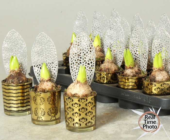 <h4>ARR HYACINTH</h4>