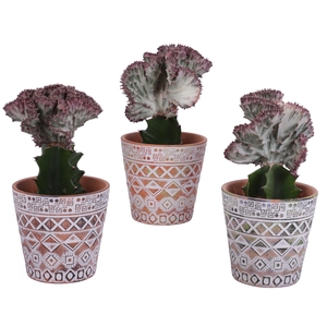 Euphorbia Lactea Ø12cm in Ø14cm Ceramic Pot Maya