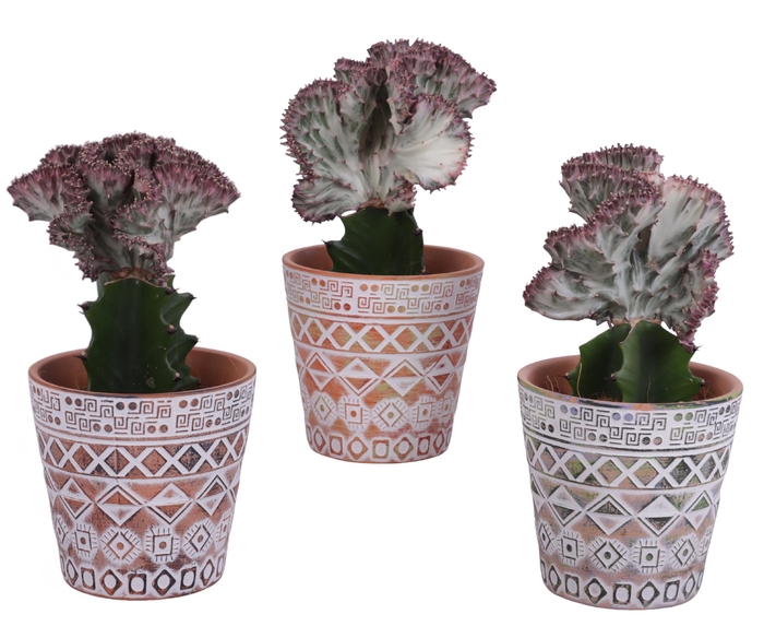 <h4>Euphorbia Lactea Ø12cm in Ø14cm Ceramic Pot Maya</h4>