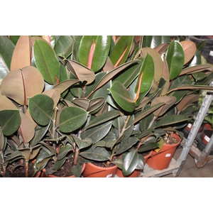 FICUS ELASTICA BURGUNDY P24