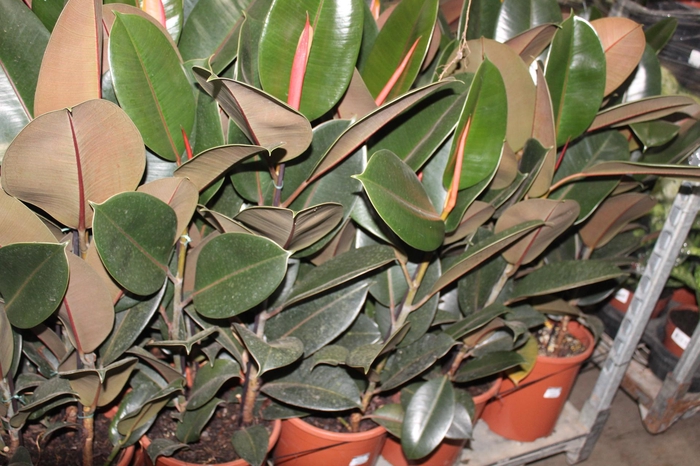 <h4>FICUS ELASTICA BURGUNDY P24</h4>