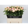 Paeonia Pink Giant
