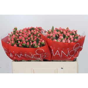 HYP SWEET ROMANCE