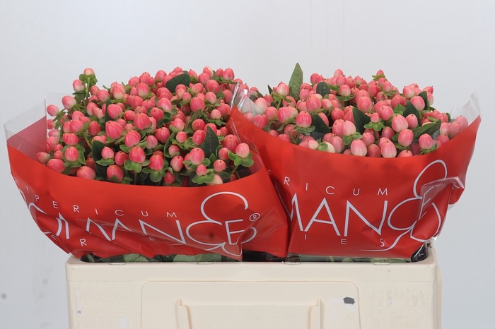 <h4>HYP SWEET ROMANCE</h4>