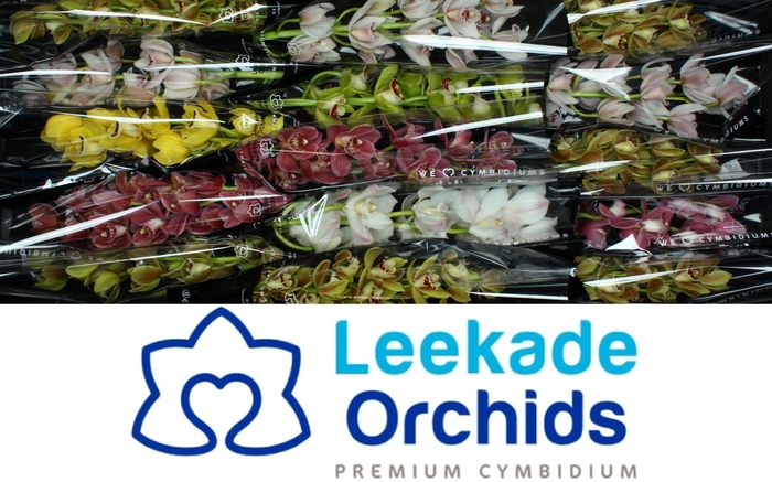 <h4>CYMB MI GEM</h4>