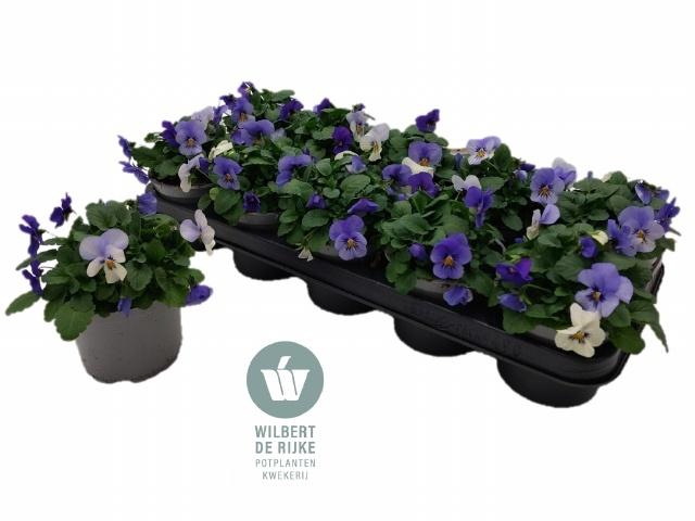 <h4>VIO CO EM MM ATHENE</h4>