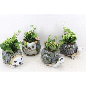 arr2 PL - Dierenmix indoor