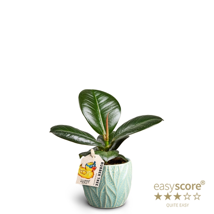 FICUS ELASTICA P7