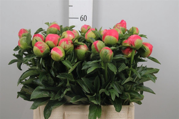 <h4>Paeo Coral Sunset</h4>