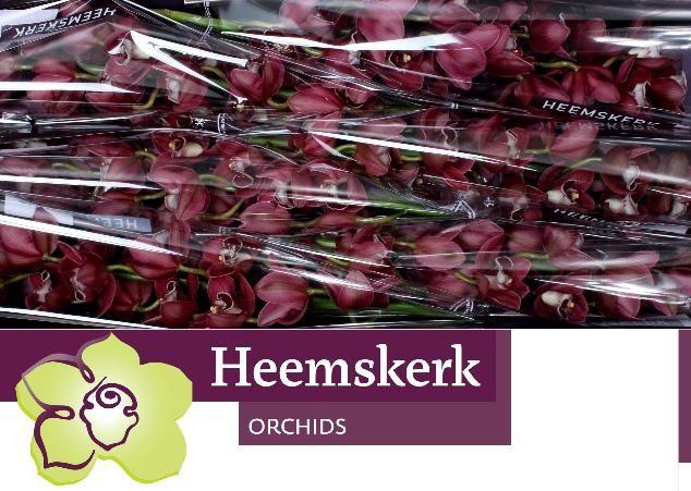 <h4>CYMB T HADES</h4>