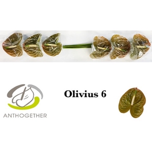 ANTH A OLIVIUS 6 Small Pack