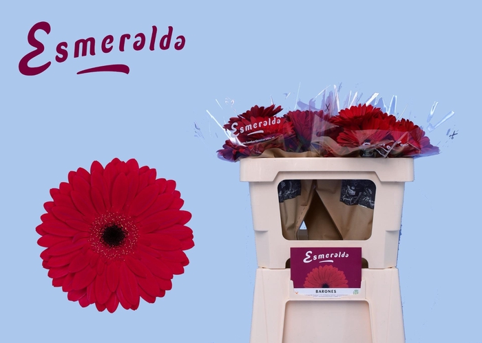 <h4>GE GR BARONES</h4>