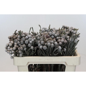 Cape Green Silver Brunia