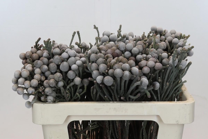 Cape Green Silver Brunia