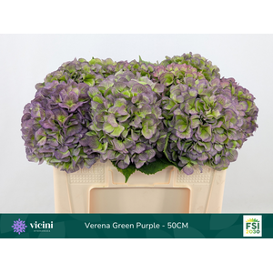 Hydr Verena Green Purple 50 cm Vicini