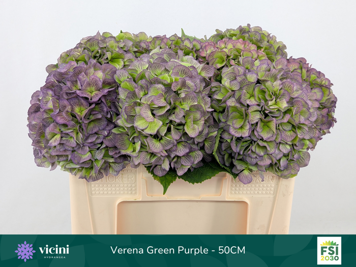 <h4>Hydr Verena Green Purple 50 cm Vicini</h4>
