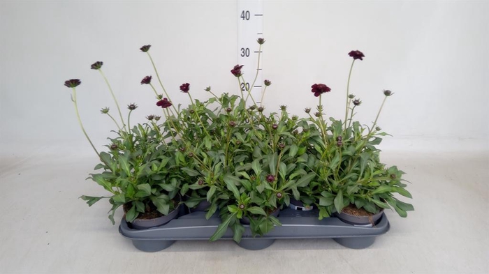 <h4>Cosmos atrosang.</h4>