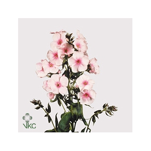 FREILAND PHLOX