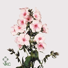 <h4>FREILAND PHLOX</h4>