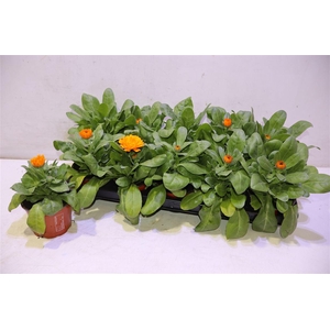 Calendul Officinalis