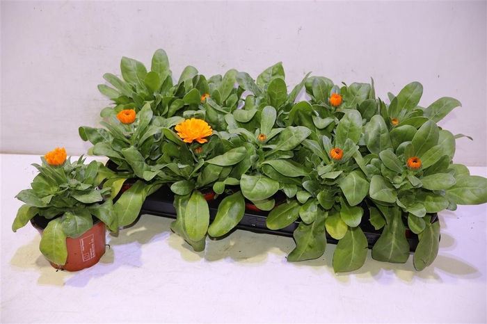 <h4>arr8 Calendul Officinalis</h4>