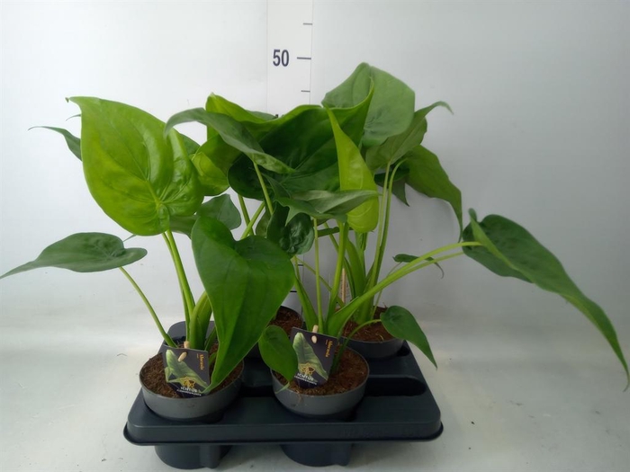 <h4>Alocasia cucullata</h4>