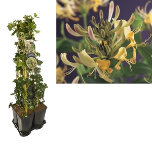 1 m. privacy mix Hedera + Lonicera 'periclymenum' +label