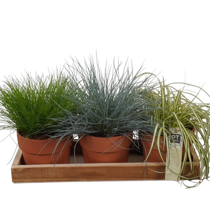 <h4>Arr.   Tuinplanten L%</h4>