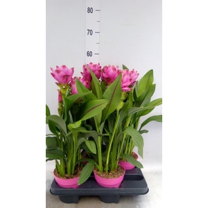 Curcuma alism. 'Siam Sanna'