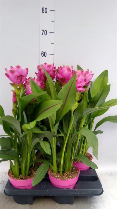 <h4>Curcuma alism. 'Siam Sanna'</h4>