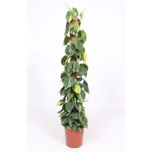 Philodendron scandens 'Brasil'
