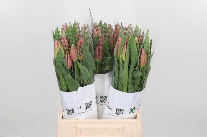 <h4>Tu En La Romaine</h4>