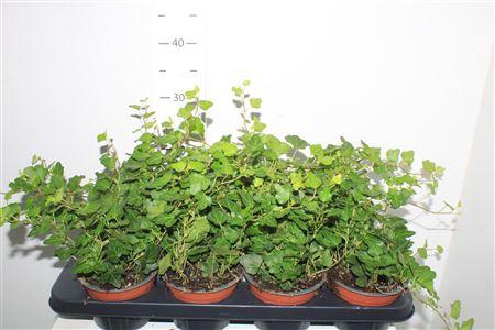 <h4>Hed He Wonder</h4>