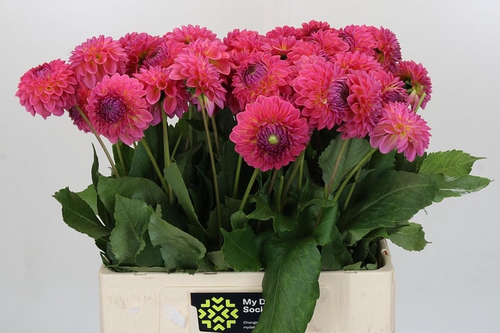 Dahlia Barbados
