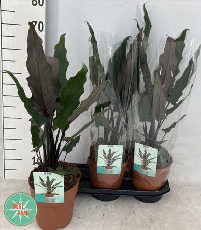 <h4>Aloc Lauterbachiana</h4>