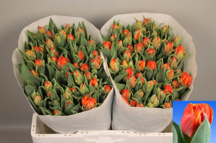 <h4>TU DU QUEENSDAY</h4>