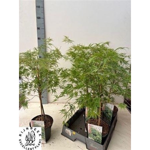 Acer palmatum 'Dissectum'
