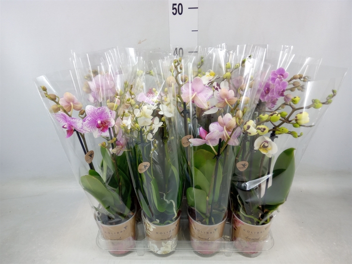 <h4>Phalaenopsis multi.   ...</h4>