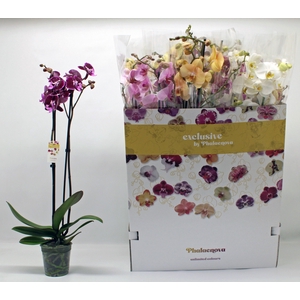 PHAL GEM 10 KL
