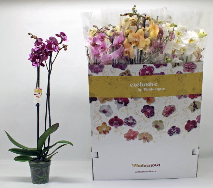 <h4>PHAL GEM 10 KL</h4>