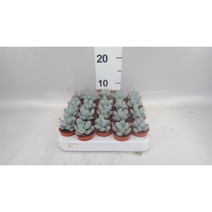 Pachyphytum oviferum 'Rubra'